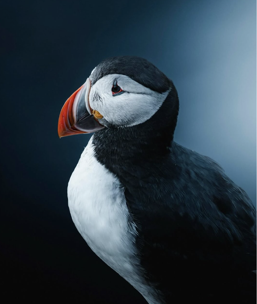 Earth's Most Extraordinary Tales of Flora and Fauna