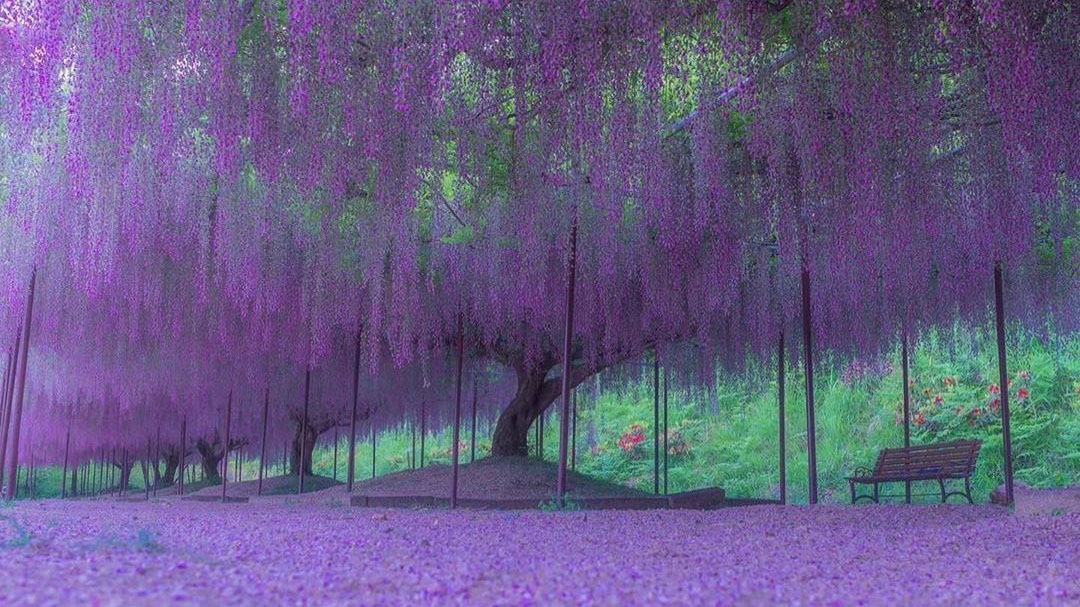Lilac blooms in Hyogo, Japan by @godive2000