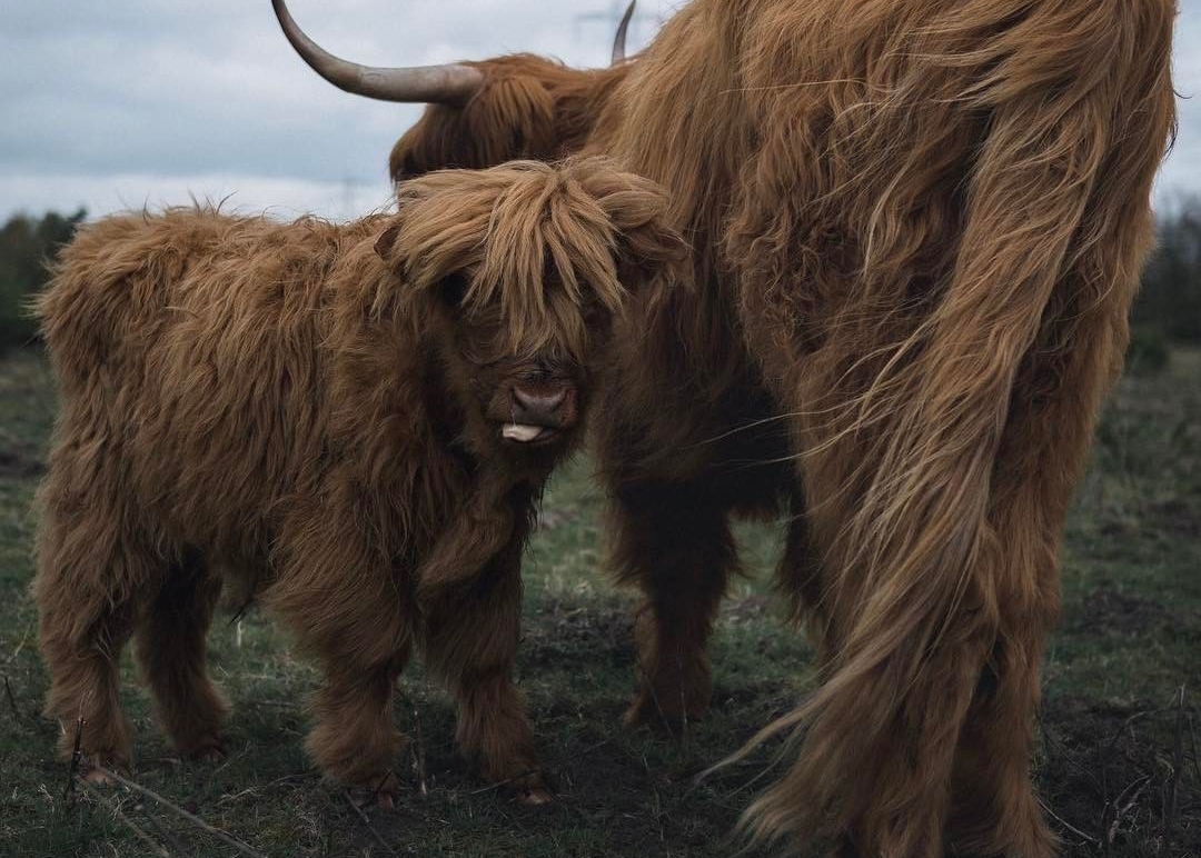 Highland Cows by @_nickbanga
