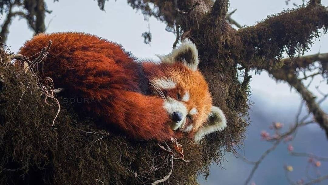 Red Panda by @niko_redpanda