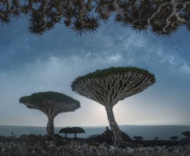 Discover the Mysterious and Absolutely Beautiful Socotra Island