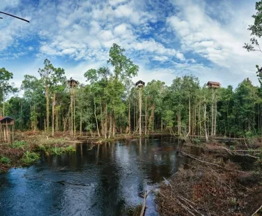 The Amazing Homes of The Korowai Tribe
